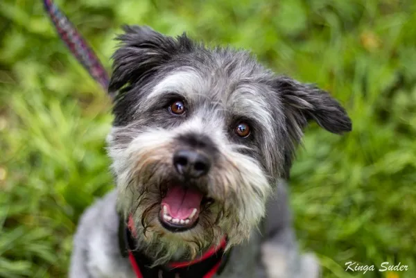 Pies do adopcji, Kraków, 2 maja 2025 (2/3)