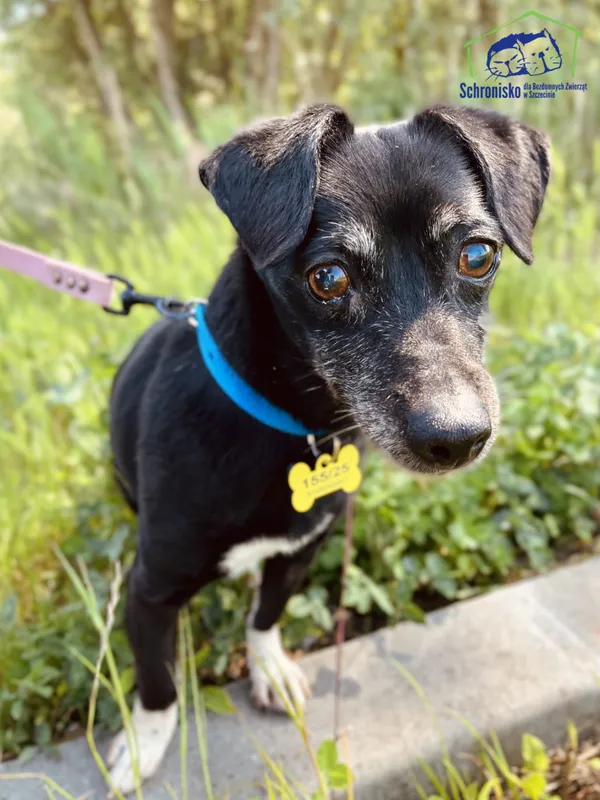 Znaleziono psa, Szczecin, 16 maja 2025 (1/3)