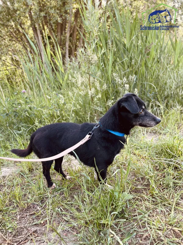 Znaleziono psa, Szczecin, 16 maja 2025 (2/3)