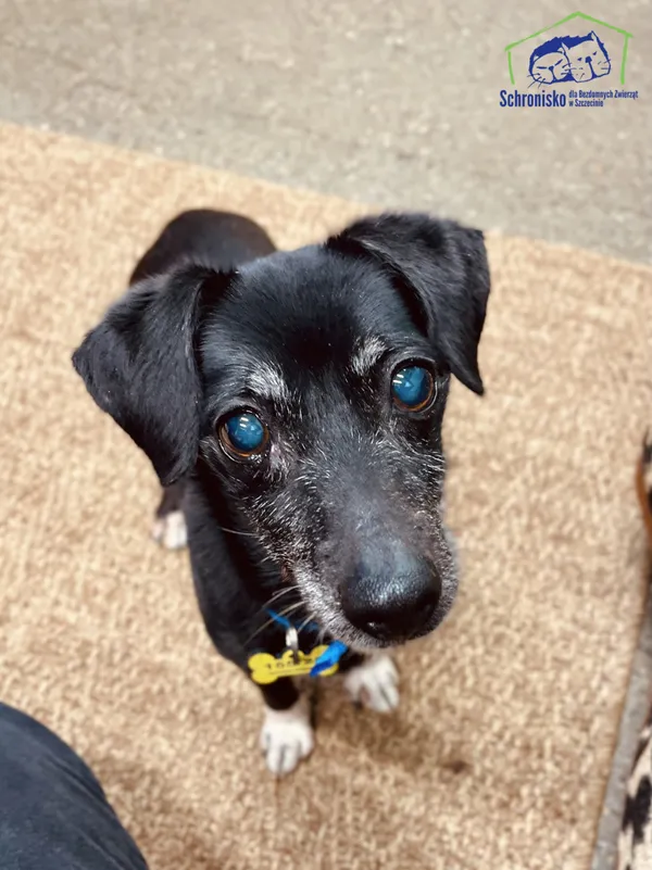 Znaleziono psa, Szczecin, 16 maja 2025 (3/3)