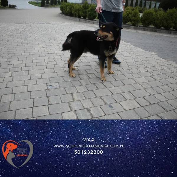 Znaleziono psa, Dębniak, 15 kwietnia 2025