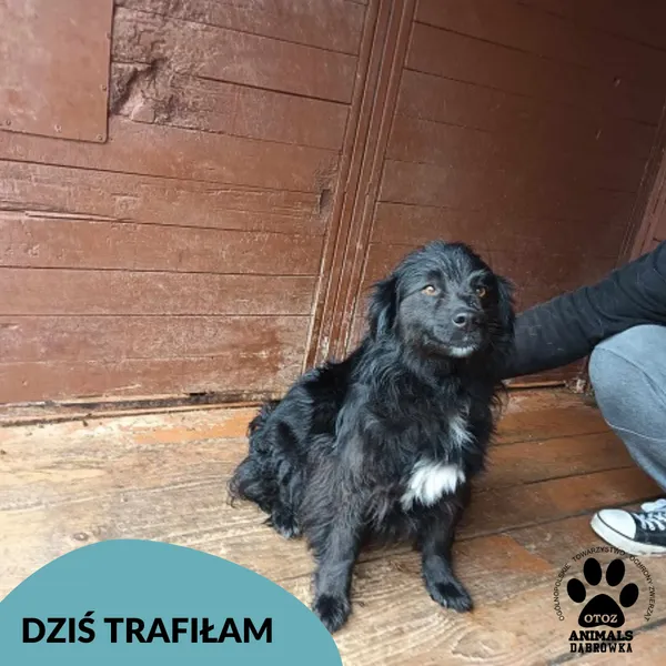 Znaleziono psa, Dąbrówka, 17 maja 2025