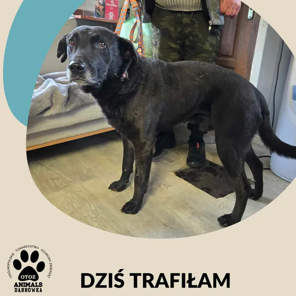 Znaleziono psa, Dąbrówka, 16 maja 2025 (2/2)