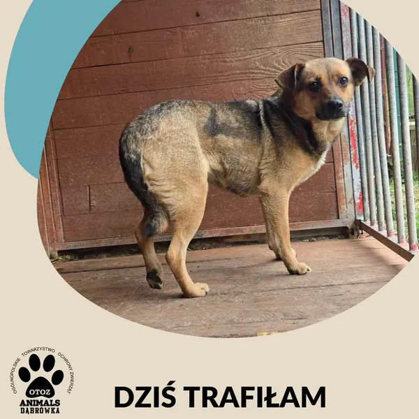 Znaleziono psa, Dąbrówka, 16 maja 2025