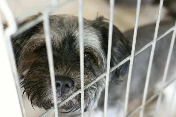 Znaleziono psa, Wałbrzych, 9 maja 2025