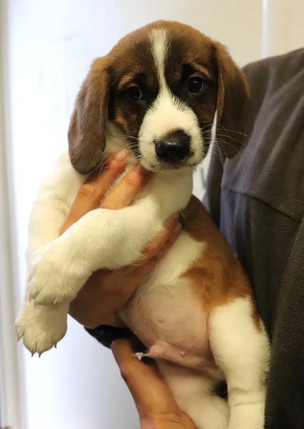 Znaleziono psa, Łódź, 17 maja 2025 (1/4)