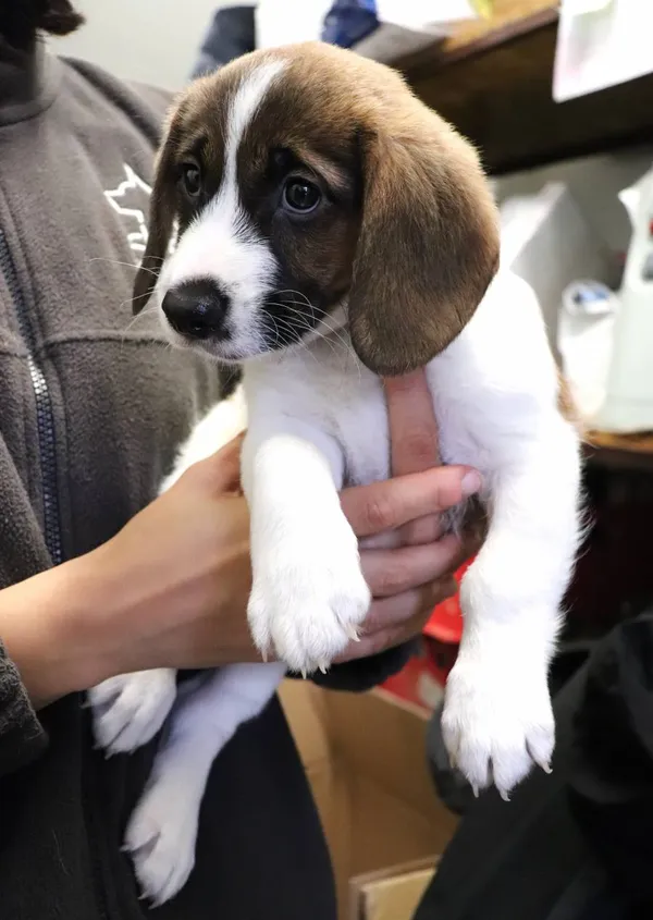 Znaleziono psa, Łódź, 17 maja 2025 (2/4)