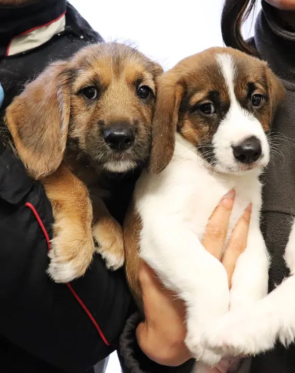 Znaleziono psa, Łódź, 17 maja 2025 (4/4)