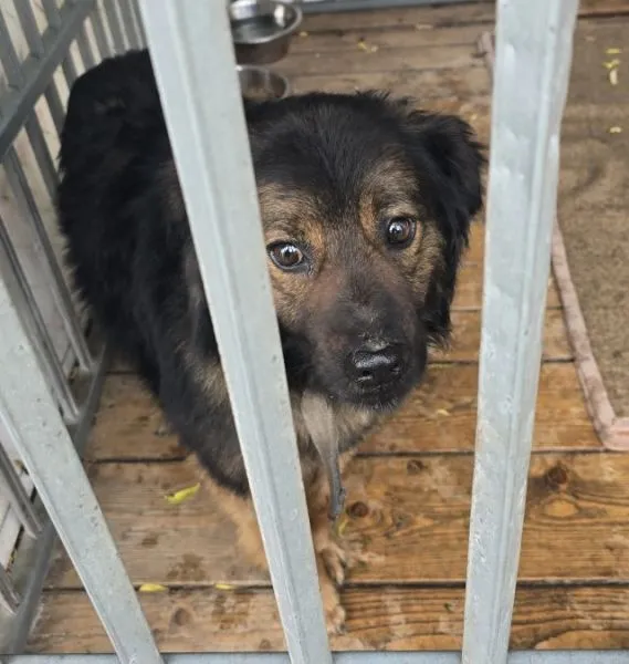 Znaleziono psa, Radom, 17 maja 2025