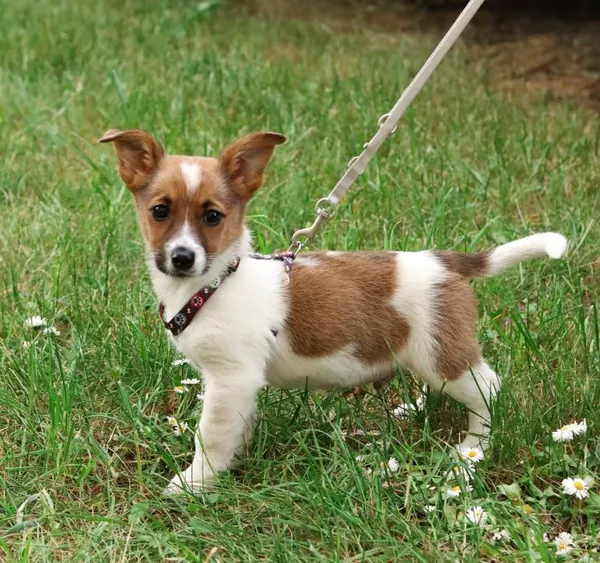 Znaleziono psa, Toruń, 3 maja 2025