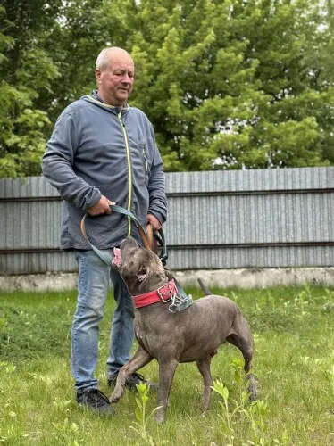 Pies do adopcji, Kraków, 4 maja 2025 (1/3)