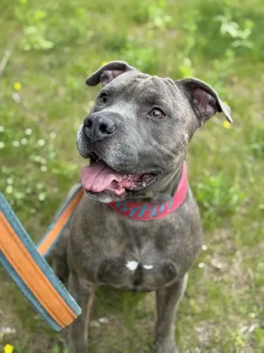 Pies do adopcji, Kraków, 4 maja 2025 (2/3)