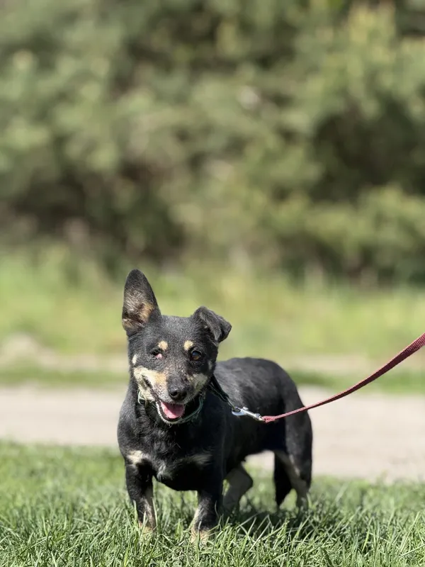 Pies do adopcji, Pieczyska, 18 maja 2025 (2/5)