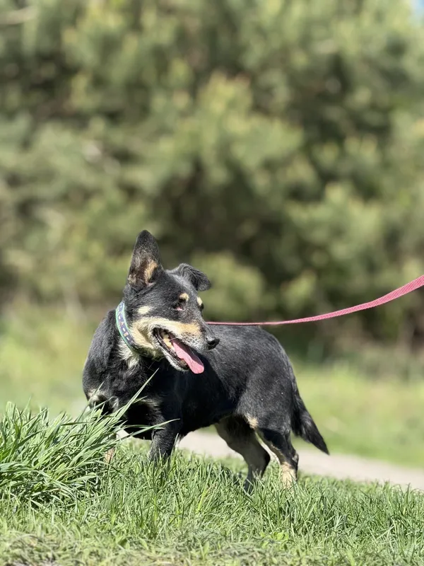 Pies do adopcji, Pieczyska, 18 maja 2025 (3/5)