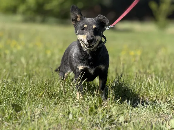 Pies do adopcji, Pieczyska, 18 maja 2025 (4/5)