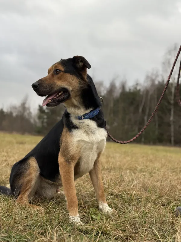 Pies do adopcji, Pieczyska, 18 maja 2025 (2/5)