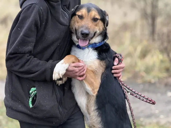 Pies do adopcji, Pieczyska, 18 maja 2025 (3/5)