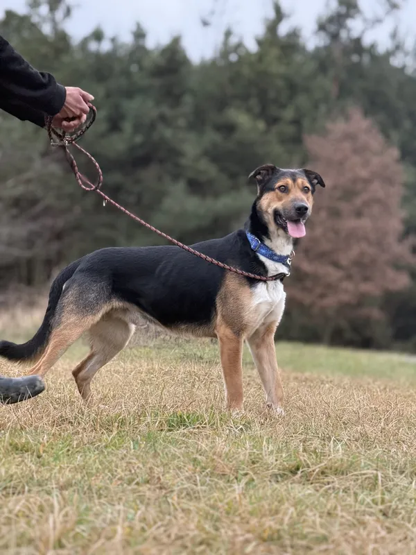 Pies do adopcji, Pieczyska, 18 maja 2025 (4/5)