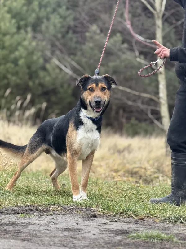 Pies do adopcji, Pieczyska, 18 maja 2025 (5/5)