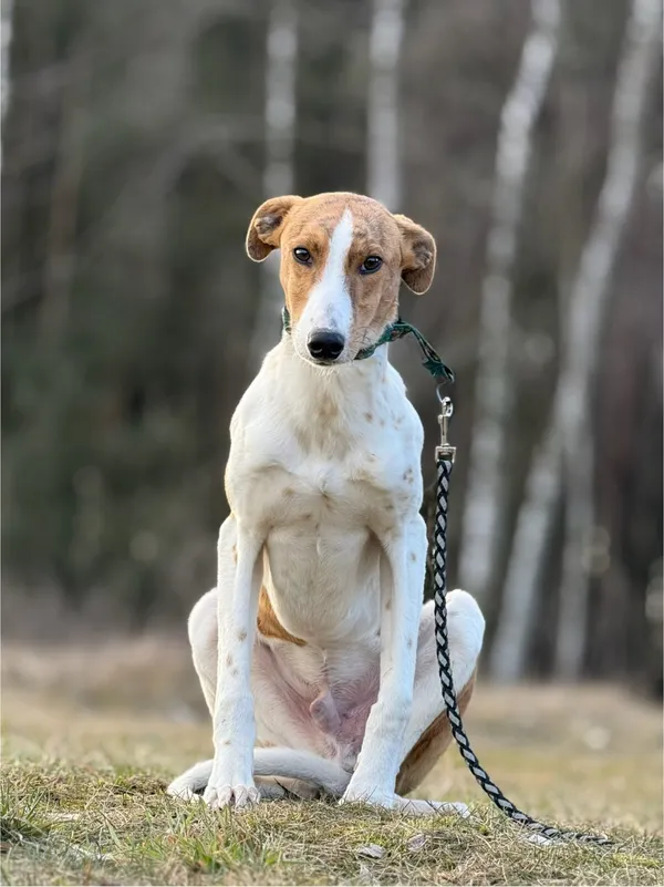 Pies do adopcji, Pieczyska, 18 maja 2025 (5/5)