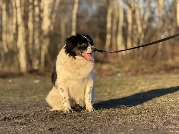 Pies do adopcji, Pieczyska, 18 maja 2025 (3/5)