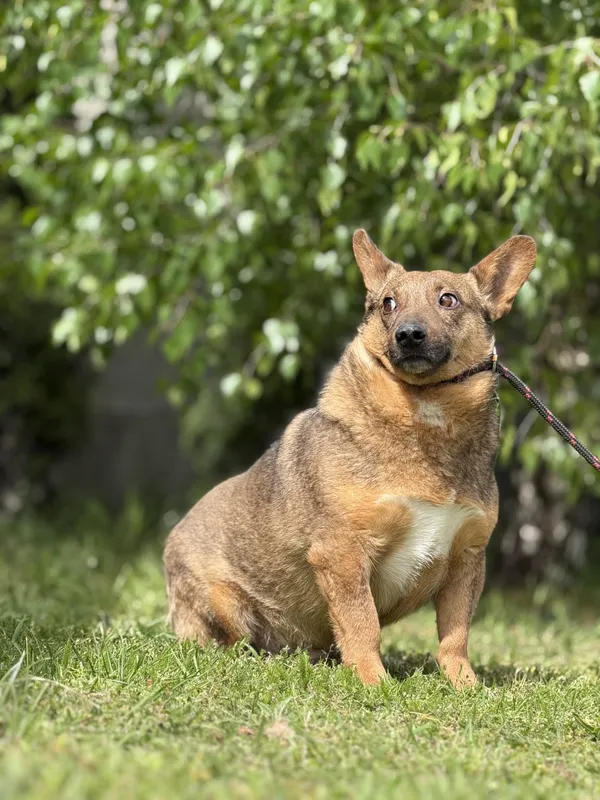 Pies do adopcji, Pieczyska, 18 maja 2025 (5/5)