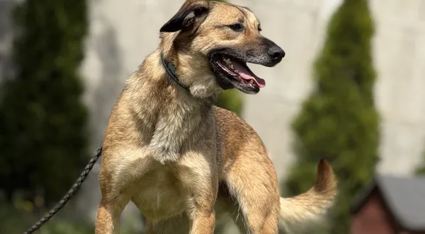 Pies do adopcji, Pieczyska, 18 maja 2025 (1/5)