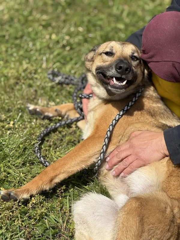 Pies do adopcji, Pieczyska, 18 maja 2025 (4/5)