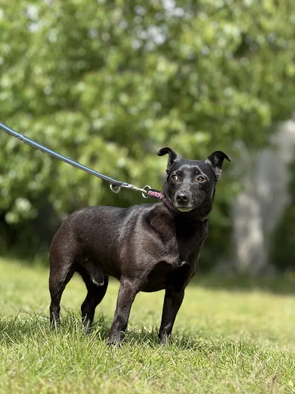 Pies do adopcji, Pieczyska, 18 maja 2025 (5/5)