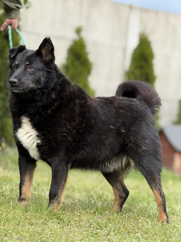 Pies do adopcji, Pieczyska, 18 maja 2025 (2/5)