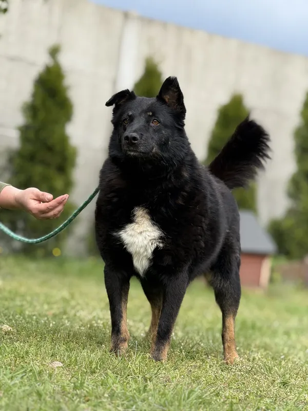 Pies do adopcji, Pieczyska, 18 maja 2025 (3/5)