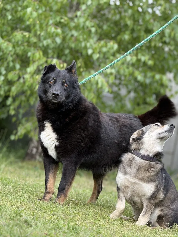 Pies do adopcji, Pieczyska, 18 maja 2025 (4/5)