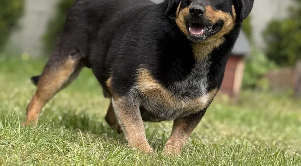 Pies do adopcji, Pieczyska, 18 maja 2025 (1/4)