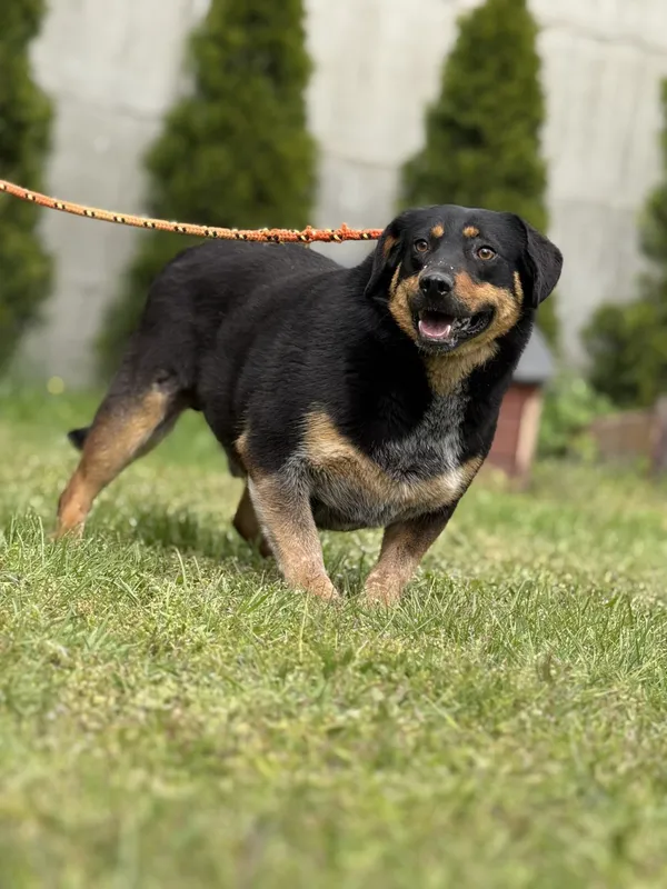 Pies do adopcji, Pieczyska, 18 maja 2025 (3/4)