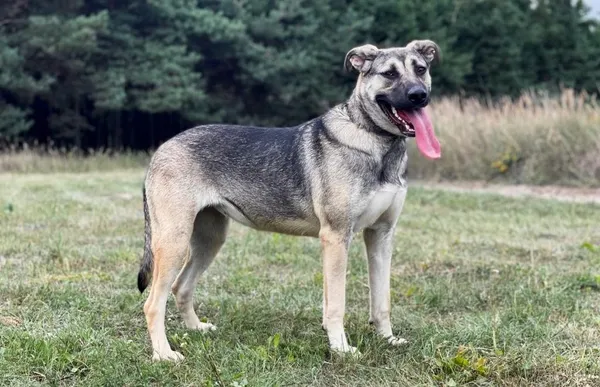 Pies do adopcji, Pieczyska, 18 maja 2025 (1/5)