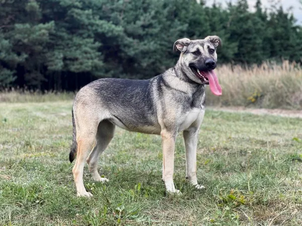 Pies do adopcji, Pieczyska, 18 maja 2025 (2/5)