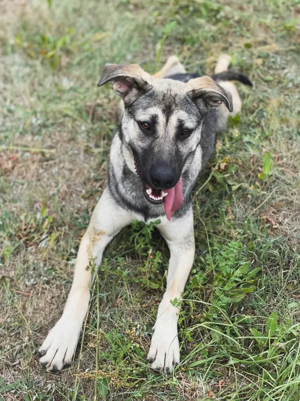 Pies do adopcji, Pieczyska, 18 maja 2025 (3/5)