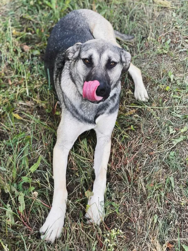 Pies do adopcji, Pieczyska, 18 maja 2025 (4/5)