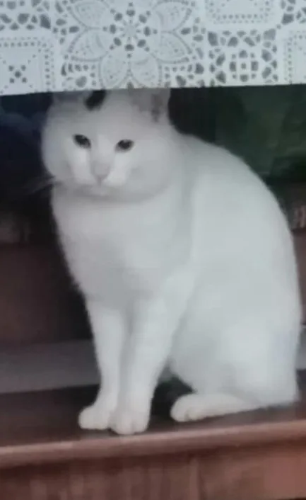 Zaginął kot, Pielgrzymowice, 19 maja 2025 (1/2)