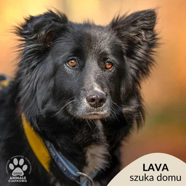 Pies do adopcji, Gdynia, 19 maja 2025 (1/4)