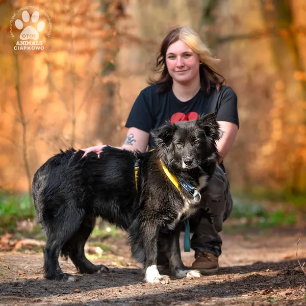 Pies do adopcji, Gdynia, 19 maja 2025 (2/4)