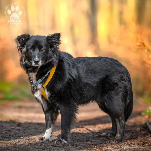 Pies do adopcji, Gdynia, 19 maja 2025 (3/4)