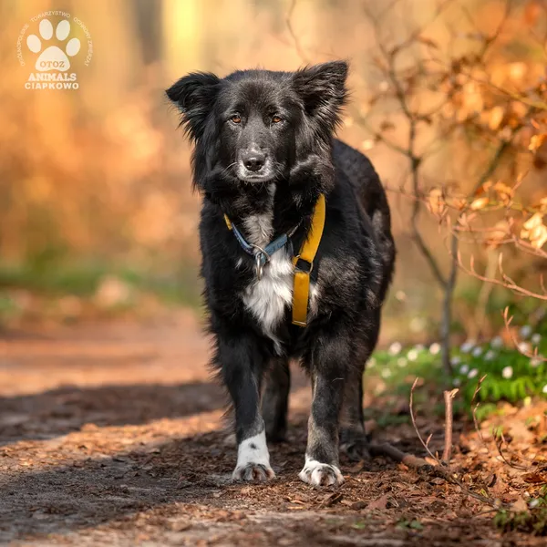 Pies do adopcji, Gdynia, 19 maja 2025 (4/4)