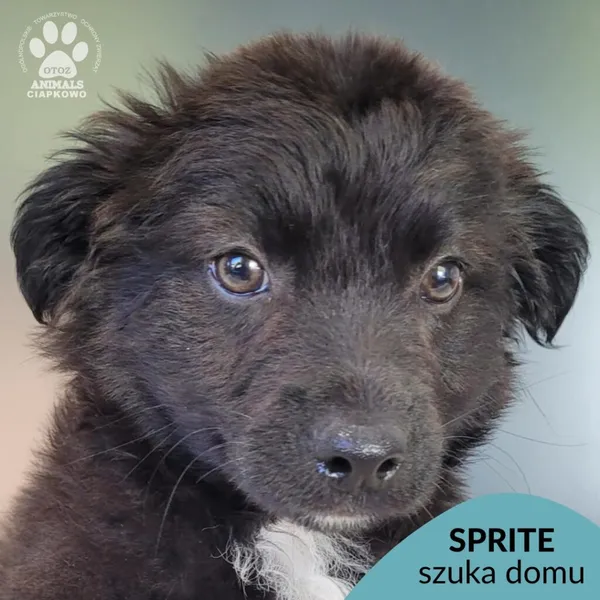 Pies do adopcji, Gdynia, 19 maja 2025 (1/4)