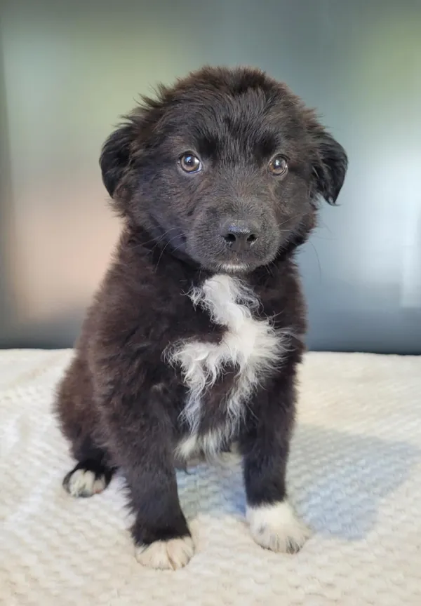 Pies do adopcji, Gdynia, 19 maja 2025 (2/4)