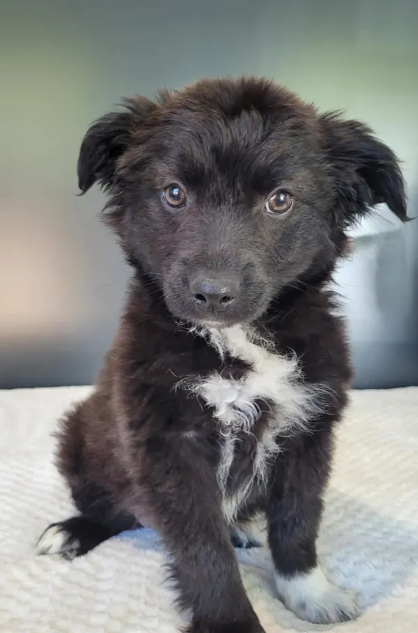 Pies do adopcji, Gdynia, 19 maja 2025 (3/4)