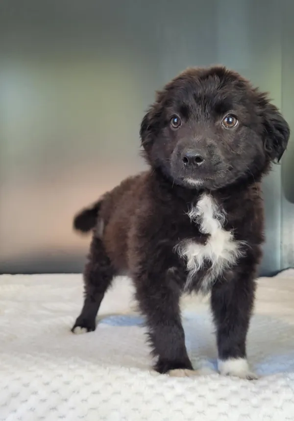 Pies do adopcji, Gdynia, 19 maja 2025 (4/4)