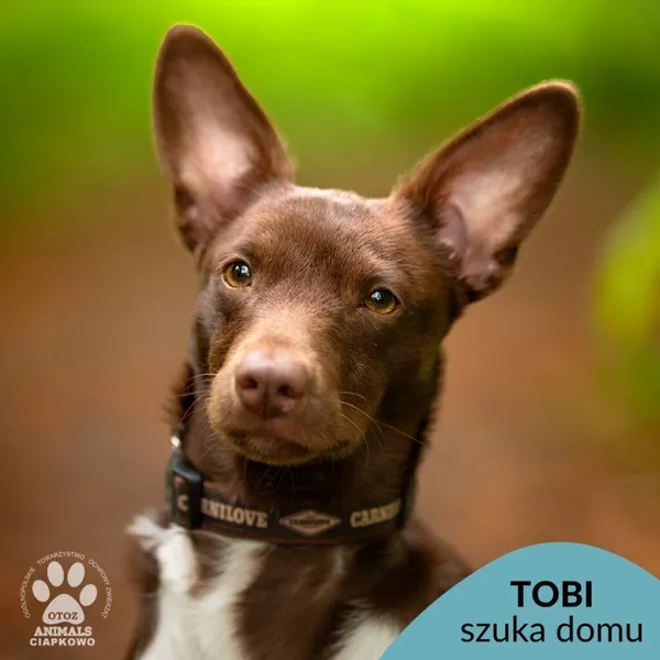 Pies do adopcji, Gdynia, 19 maja 2025 (1/4)