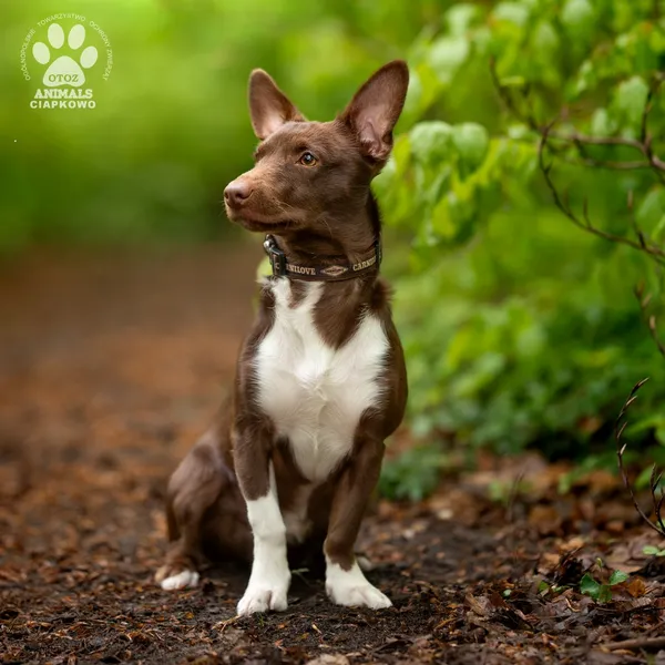 Pies do adopcji, Gdynia, 19 maja 2025 (4/4)