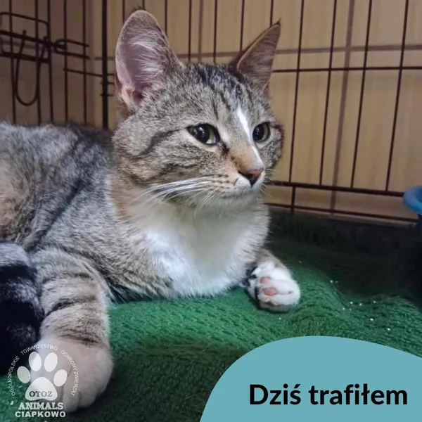 Znaleziono kota, Gdynia, 14 maja 2025